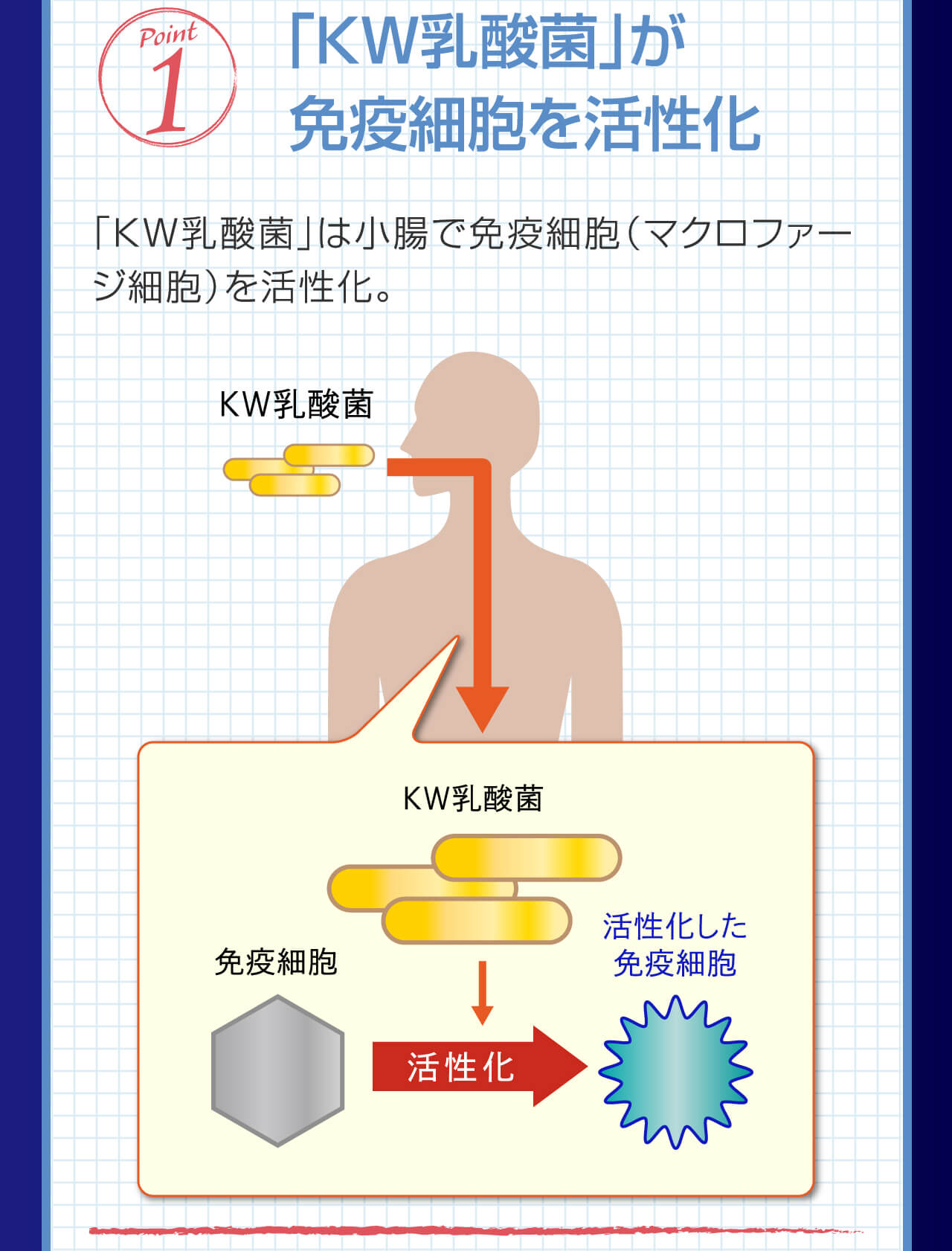 Point 1 「KW乳酸菌」が免疫細胞を活性化
