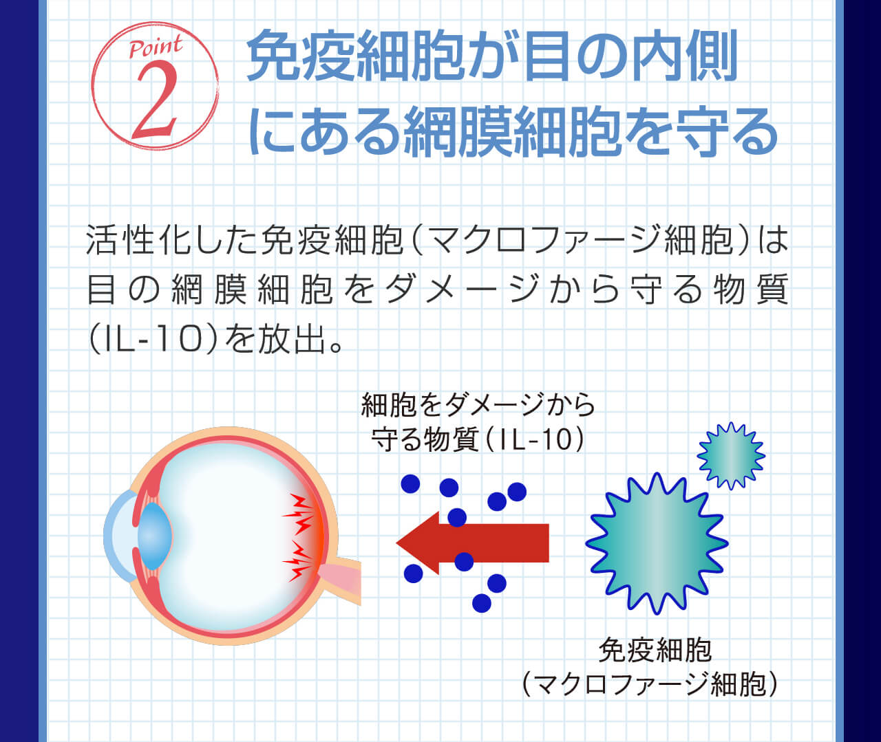 Point 2 免疫細胞が目の内側にある網膜細胞を守る