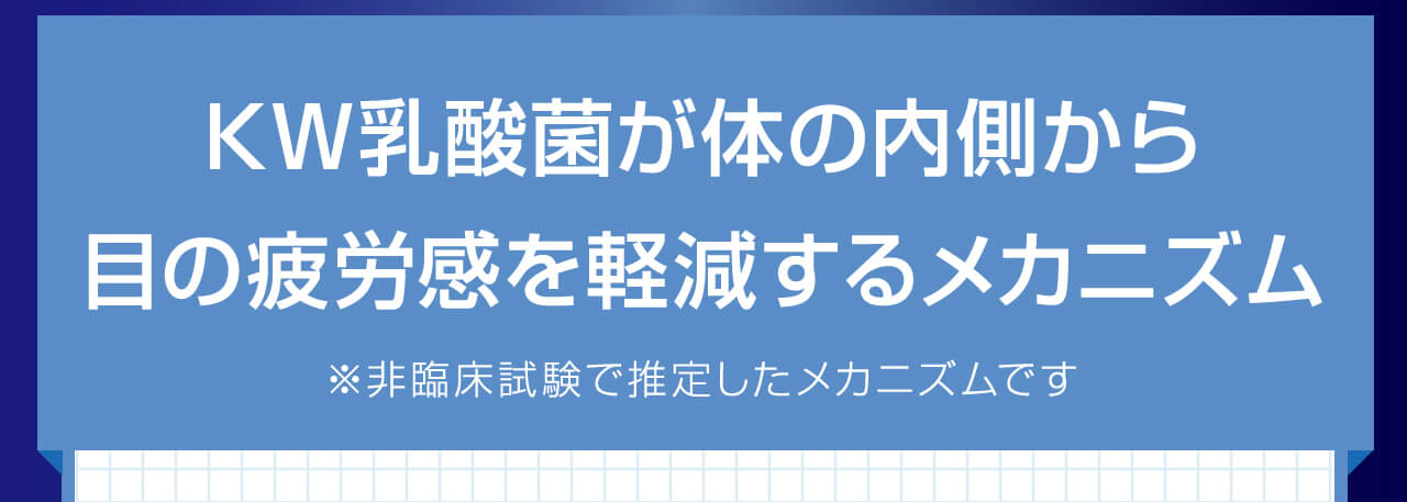 KW乳酸菌が体の内側から目の疲労感を軽減するメカニズム