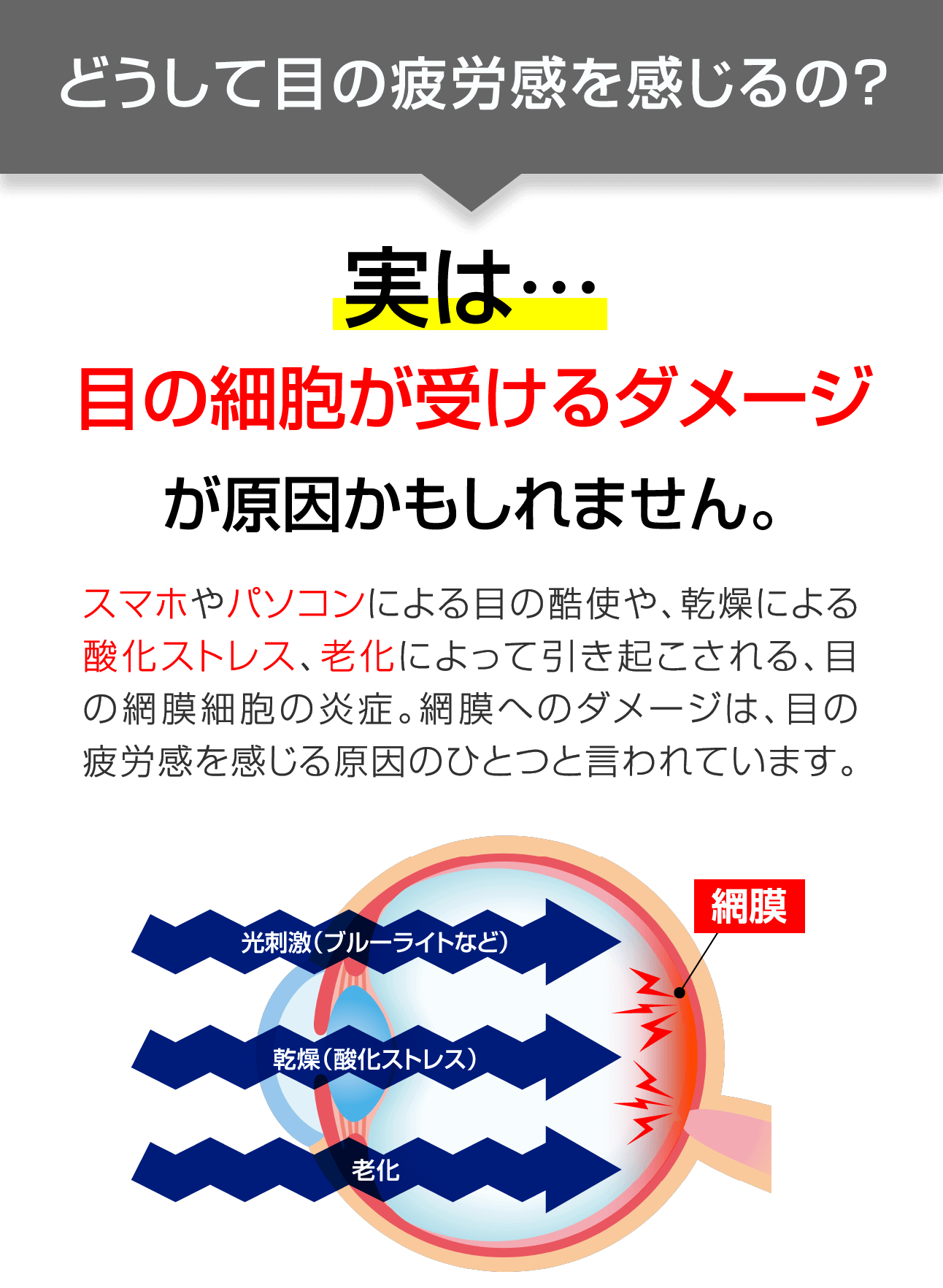 どうして目の疲労感を感じるの？実は目の細胞が受けるダメージが原因かもしれません。