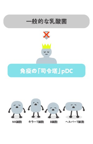 一般的な乳酸菌