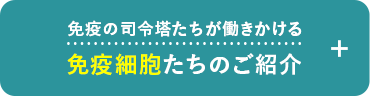免疫の司令塔たちが働きかける免疫細胞たちのご紹介