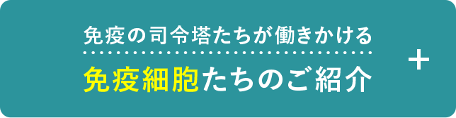 免疫の司令塔たちが働きかける免疫細胞たちのご紹介