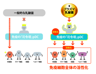 健康な人の免疫機能の維持をサポートするメカニズム