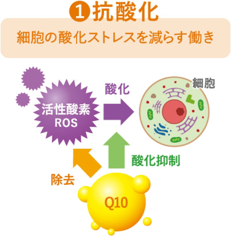 1 抗酸化