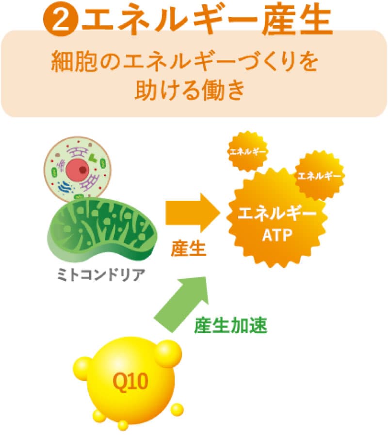 2 エネルギー産生