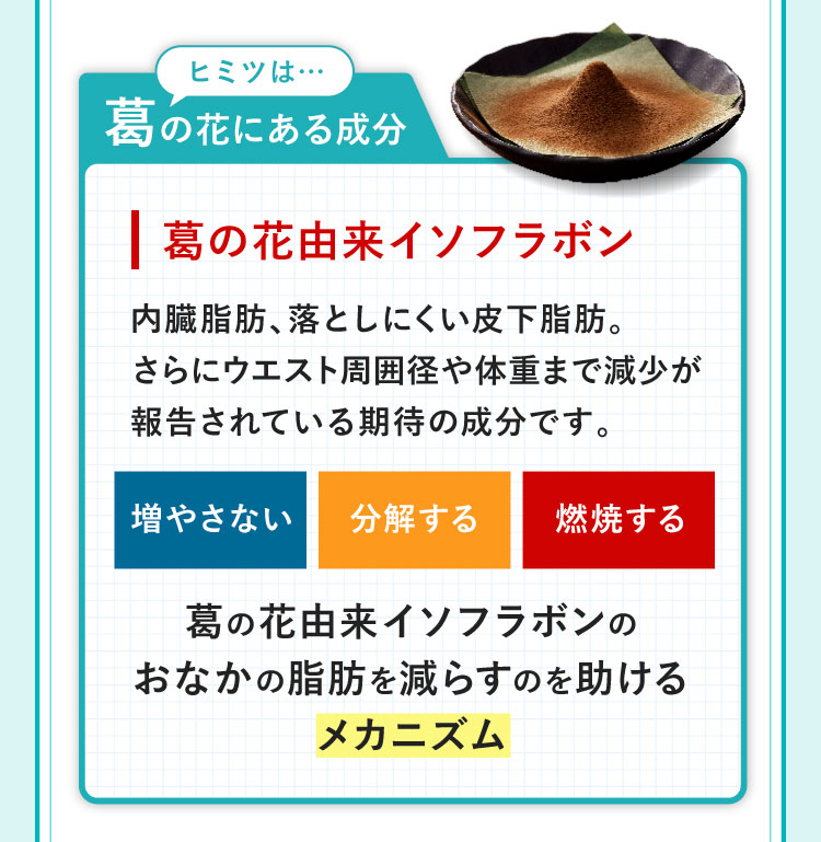 葛の花由来イソフラボン 内臓脂肪、落としにくい皮下脂肪。さらにウエスト周囲径や体重まで減少が報告されている期待の成分です。葛の花由来インフラボンのおなかの脂肪を減らすのを助けるメカニズム