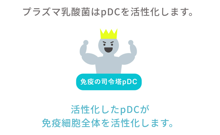 プラズマ乳酸菌が健康な人の免疫機能の維持をサポートするメカニズムとして免疫の司令塔を活性化。活性化したpDCが免疫細胞全体を活性化します。