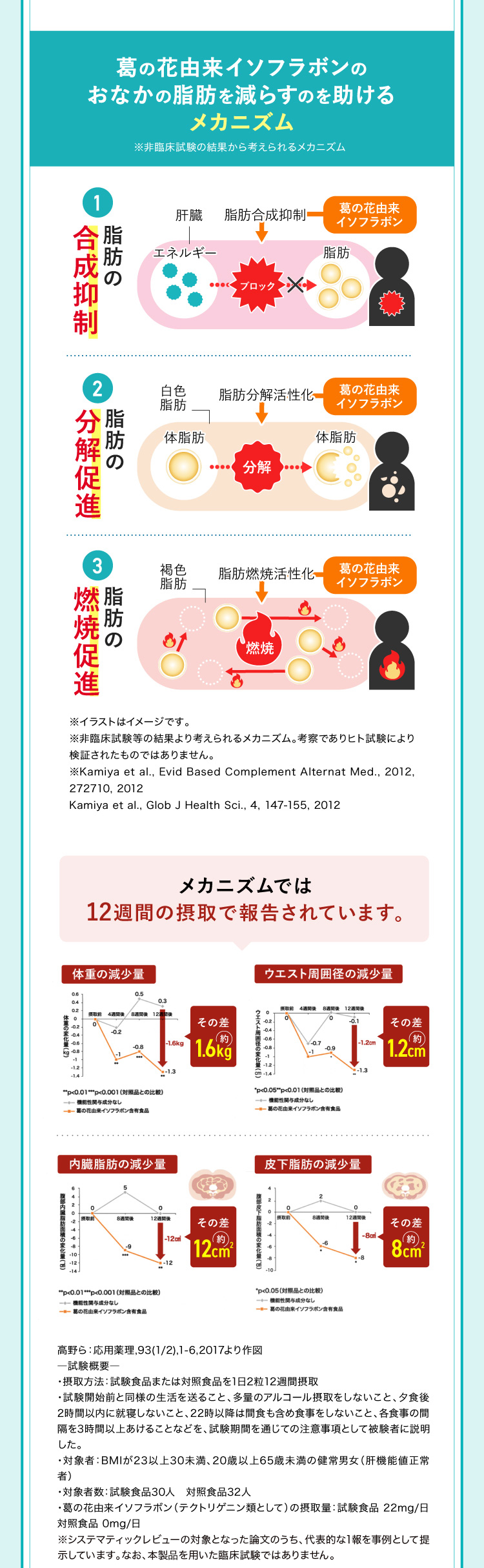 葛の花由来イソフラボンのお腹の脂肪を減らすのを助けるメカニズム 1.脂肪の合成抑制 2.脂肪の分解促進 3.脂肪の燃焼促進 メカニズムでは12週間の摂取で報告されています。